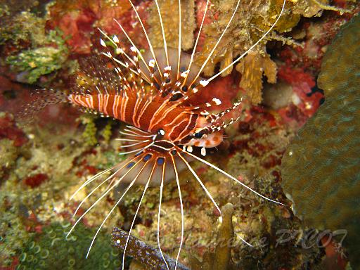 poisson lion - Pterois antennata.JPG